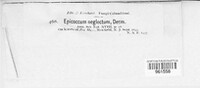 Epicoccum neglectum image